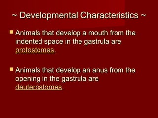 ~ Developmental Characteristics ~~ Developmental Characteristics ~
 Animals that develop a mouth from theAnimals that develop a mouth from the
indented space in the gastrula areindented space in the gastrula are
protostomesprotostomes..
 Animals that develop an anus from theAnimals that develop an anus from the
opening in the gastrula areopening in the gastrula are
deuterostomesdeuterostomes..
 