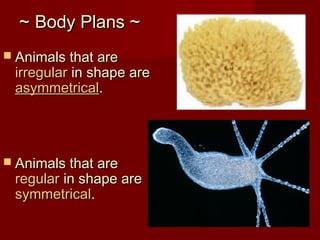 ~~ Body Plans ~Body Plans ~
 Animals that areAnimals that are
irregularirregular in shape arein shape are
asymmetricalasymmetrical..
 Animals that areAnimals that are
regularregular in shape arein shape are
symmetricalsymmetrical..
 