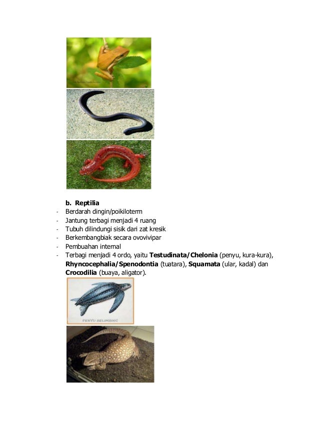 Animalia Biology animalia biology