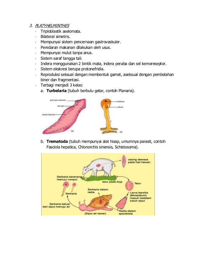 Animalia ( Biology )