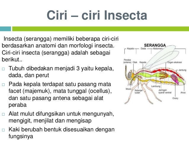 Animalia Arthropoda Kelas X