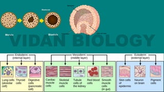 Animal Kingdom phylum Detail | PDF