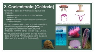 ANIMAL KINGDOM CLASS 11th BIOLOGY CBSE/CHSE | PPTX
