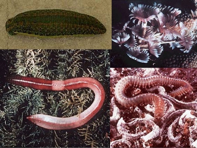 Animalia Animalia