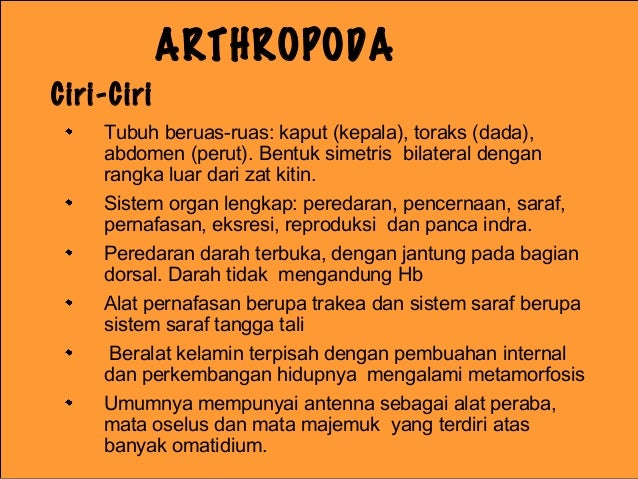 Animalia