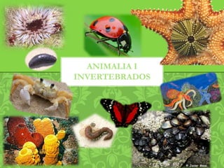 ANIMALIA I
INVERTEBRADOS
 