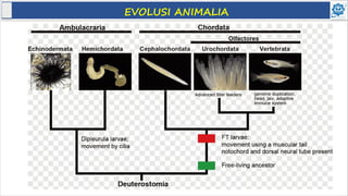 Memahami Karakteristik Animalia, Jenis-jenisnya, dan Klasifikasinya | PDF