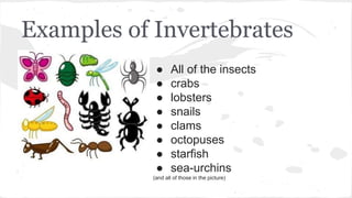 Examples of Invertebrates
● All of the insects
● crabs
● lobsters
● snails
● clams
● octopuses
● starfish
● sea-urchins
(and all of those in the picture)
 