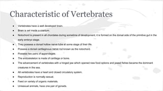 Characteristic of Vertebrates
● Vertebrates have a well developed brain.
● Brain is set inside a cranium.
● Notochord is present in all chordates during sometime of development, it is formed on the dorsal side of the primitive gut in the
early embryo stage.
● They possess a dorsal hollow nerve tube at some stage of their life.
● Possess a dorsal cartilaginous nerve rod known as the notochord.
● Possess two pairs of appendages.
● The endoskeleton is made of cartilage or bone.
● The advancement of vertebrates with a hinged jaw which opened new food options and jawed fishes became the dominant
creatures in the sea.
● All vertebrates have a heart and closed circulatory system.
● Reproduction is normally sexual.
● Feed on variety of organic materials.
● Unisexual animals, have one pair of gonads.
 