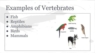 Examples of Vertebrates
● Fish
● Reptiles
● Amphibians
● Birds
● Mammals
 