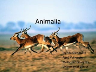 Animalia



           Ingrida Olendraitė
           Agnė Vailionytė
           Molecular biologists
           University of Vilnius
 