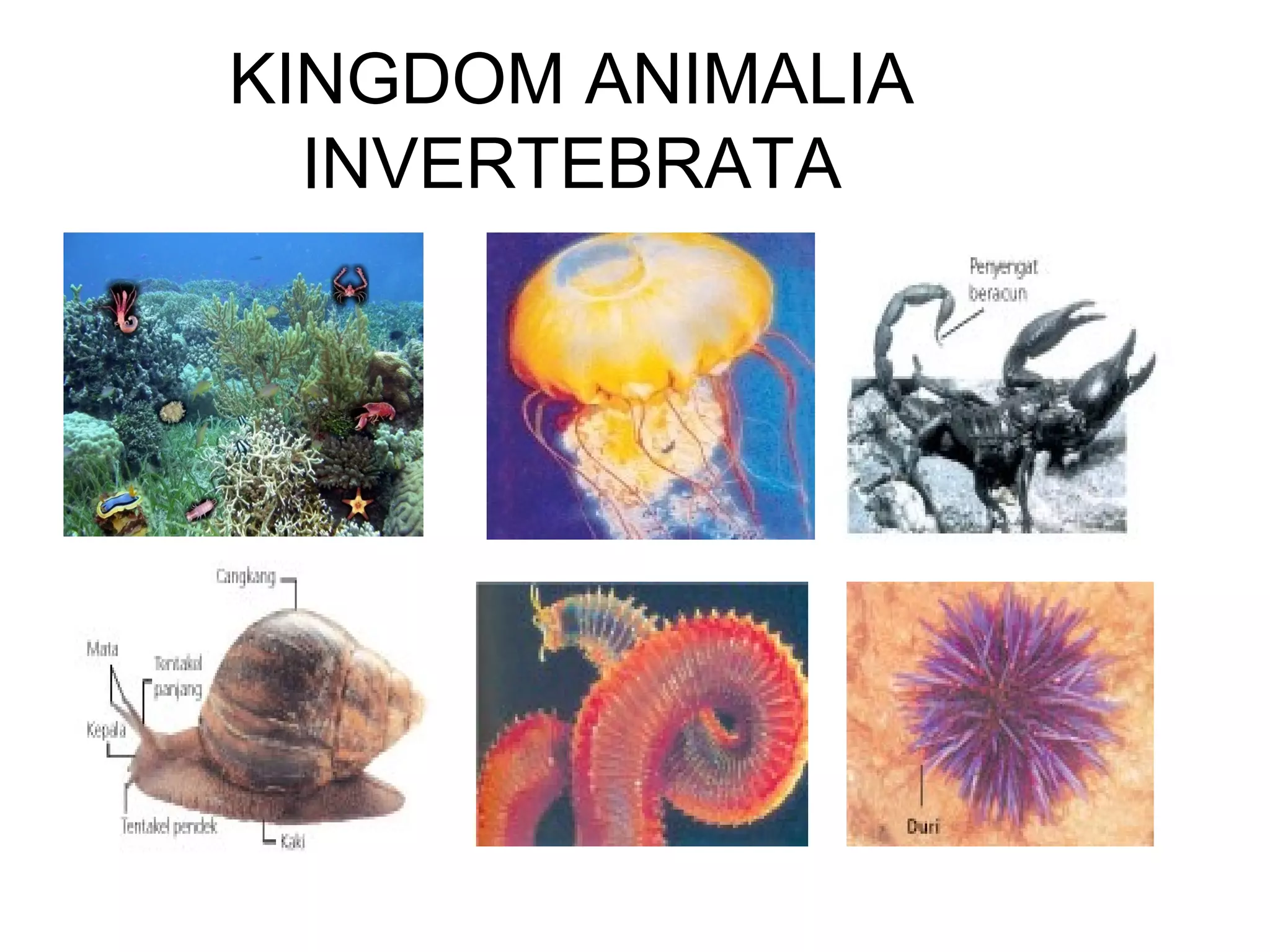 Animalia invertebrata kelas X | PPT