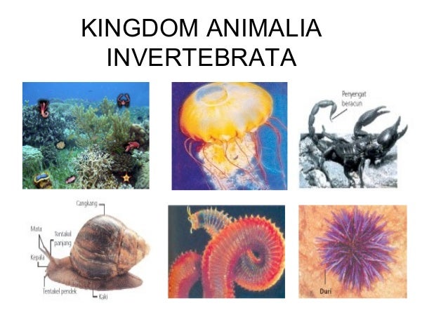 Animalia invertebrata kelas  X