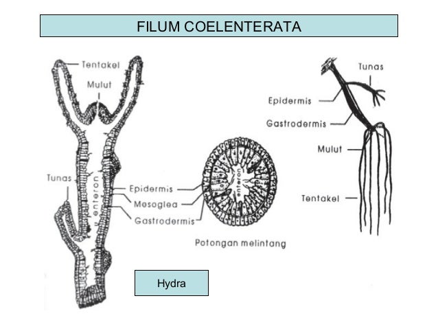 Animalia invertebrata kelas X