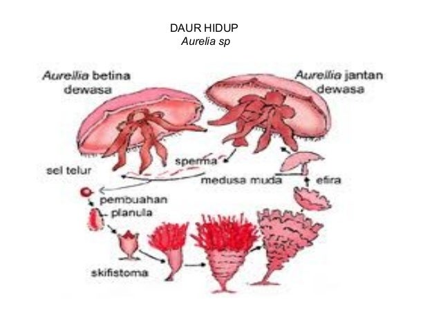  Contoh  Hewan  Invertebrata Brainly  How To AA