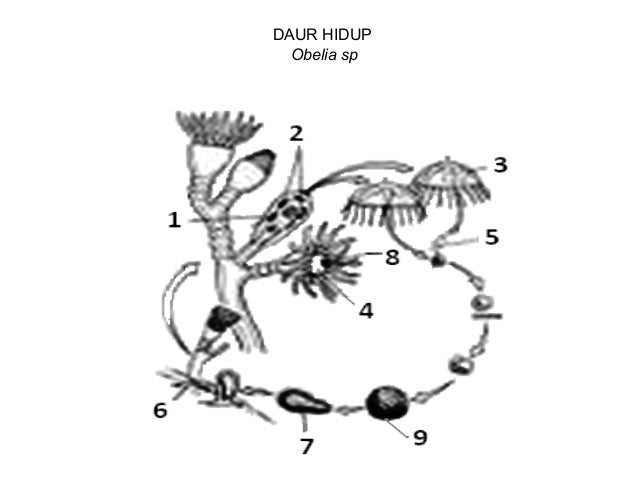 Animalia invertebrata kelas X Animalia invertebrata kelas X