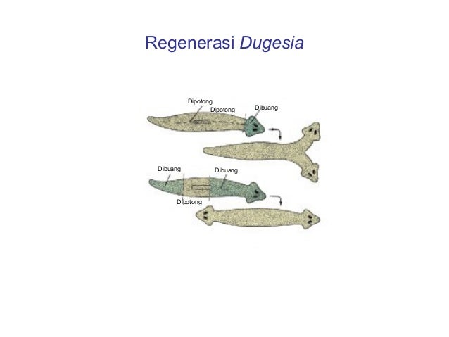 Animalia invertebrata kelas X