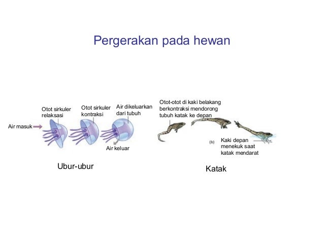 Animalia invertebrata kelas X