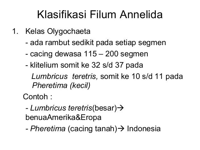 Animalia invertebrata kelas X