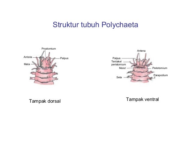 Animalia invertebrata kelas X Animalia invertebrata kelas X