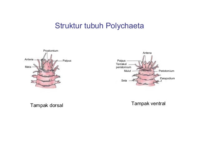 Animalia invertebrata kelas X