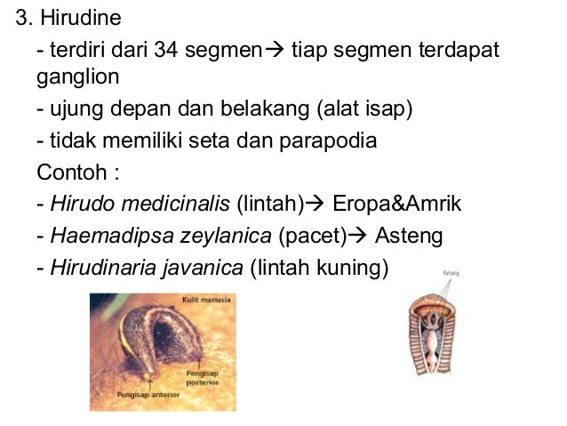 Animalia invertebrata kelas X Animalia invertebrata kelas X