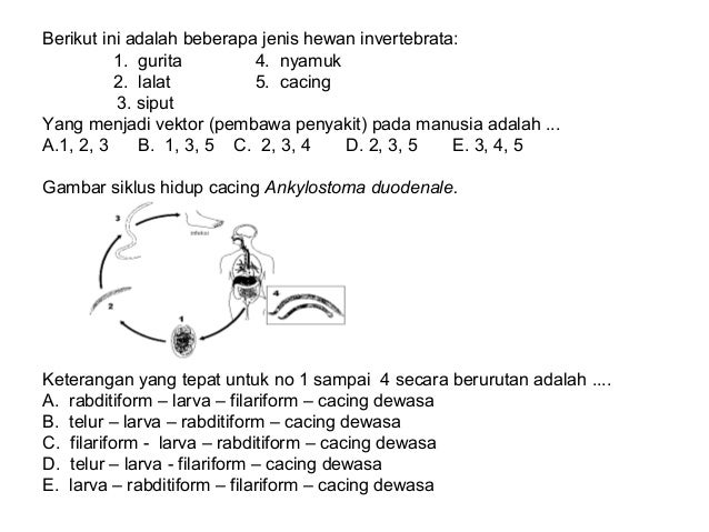 Animalia invertebrata kelas X