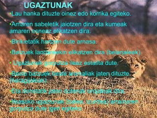UGAZTUNAK Lau hanka dituzte oinez edo korrika egiteko. Amaren sabeletik jaiotzen dira eta kumeak amaren esneaz elikatzen dira. Birikietatik hartzen dute arnasa. Batzuek landareekin elikatzen dira (belarjaleak). Ugaztunek gorputza ileez estalita dute. Beste batzuek beste animaliak jaten dituzte (haragijaleak). Eta denetatik jaten dutenak orojaleak dira. Itsasoko ugaztunak (balea, izurdea) arrainaren gorputza dute igeri egiteko. 