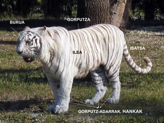 BURUA BURUA GORPUTZA ISATSA GORPUTZ-ADARRAK,  HANKAK ILEA 