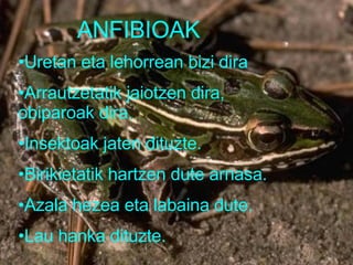 ANFIBIOAK Uretan eta lehorrean bizi dira Arrautzetatik jaiotzen dira, obiparoak dira. Insektoak jaten dituzte. Birikietatik hartzen dute arnasa. Azala hezea eta labaina dute. Lau hanka dituzte. 