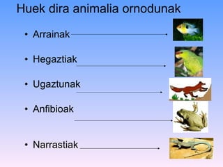 Huek dira animalia ornodunak  Arrainak Hegaztiak Ugaztunak Anfibioak Narrastiak 
