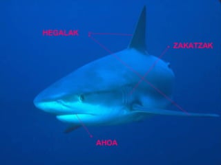 ZAKATZAK AHOA HEGALAK 