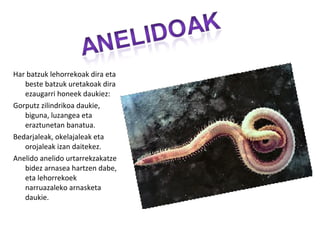 Har batzuk lehorrekoak dira eta
   beste batzuk uretakoak dira
   ezaugarri honeek daukiez:
Gorputz zilindrikoa daukie,
   biguna, luzangea eta
   eraztunetan banatua.
Bedarjaleak, okelajaleak eta
   orojaleak izan daitekez.
Anelido anelido urtarrekzakatze
   bidez arnasea hartzen dabe,
   eta lehorrekoek
   narruazaleko arnasketa
   daukie.
 
