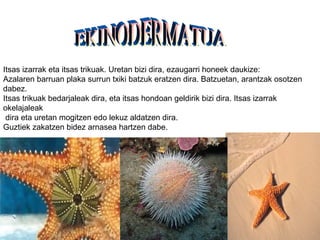 Itsas izarrak eta itsas trikuak. Uretan bizi dira, ezaugarri honeek daukize:
Azalaren barruan plaka surrun txiki batzuk eratzen dira. Batzuetan, arantzak osotzen
dabez.
Itsas trikuak bedarjaleak dira, eta itsas hondoan geldirik bizi dira. Itsas izarrak
okelajaleak
 dira eta uretan mogitzen edo lekuz aldatzen dira.
Guztiek zakatzen bidez arnasea hartzen dabe.
 