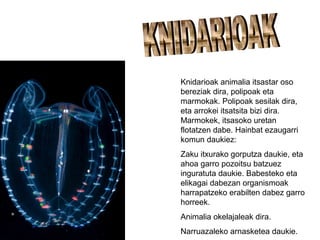 Knidarioak animalia itsastar oso
bereziak dira, polipoak eta
marmokak. Polipoak sesilak dira,
eta arrokei itsatsita bizi dira.
Marmokek, itsasoko uretan
flotatzen dabe. Hainbat ezaugarri
komun daukiez:
Zaku itxurako gorputza daukie, eta
ahoa garro pozoitsu batzuez
inguratuta daukie. Babesteko eta
elikagai dabezan organismoak
harrapatzeko erabilten dabez garro
horreek.
Animalia okelajaleak dira.
Narruazaleko arnasketea daukie.
 