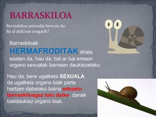 Barraskiloa animalia berezia da.
Ba al dakizue zergatik?

 Barraskiloak
 HERMAFRODITAK dirala
 esaten da, hau da, bai ar bai emeen
 organo sexualak barnean daukiezelako.

Hau da, bere ugalketa SEXUALA
da ugalketa organo biak parte
hartzen dabelako baina edozein
barraskiloagaz lotu daike, danak
baitdaukiez organo biak.
 