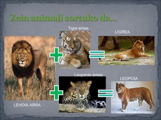 Tigre emea
                                 LIGREA




                 Leopardo emea
                                   LEOPOIA




LEHOIA ARRA
 