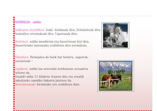 ANIMALIA: zaldia
Sailkapen zientifikoa: Izaki bizidunak dira. Zelulanitzak dira.
Animalien erreinukoak dira. Ugaztunak dira.
Bizilekua: zaldia mendietan eta baserrietan bizi dira.
Baserrietako lanetarako erabiltzen dira normalean.
Elikadura: Belarjalea da batik bat belarra, sagarrak,
azenarioak…
Ugalketa: zaldia lau urterekin heldutasun sexualera
heltzen da.
Ernaldi-aldia 11 hilabete irauten ditu eta ernaldi
bakoitzeko zamalko bakarra jaiotzen da.
Berezitasunak: kirolarako ere erabiltzen dute.
 