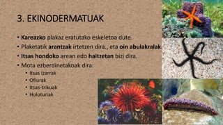 3. EKINODERMATUAK
• Kareazko plakaz eratutako eskeletoa dute.
• Plaketatik arantzak irtetzen dira., eta oin abulakralak.
• Itsas hondoko arean edo haitzetan bizi dira.
• Mota ezberdinetakoak dira:
• Itsas izarrak
• Ofiurak
• Itsas-trikuak
• Holoturiak
 
