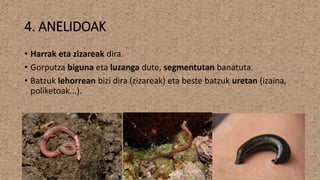 4. ANELIDOAK
• Harrak eta zizareak dira.
• Gorputza biguna eta luzanga dute, segmentutan banatuta.
• Batzuk lehorrean bizi dira (zizareak) eta beste batzuk uretan (izaina,
poliketoak...).
 