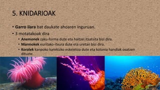 5. KNIDARIOAK
• Garro ilara bat daukate ahoaren inguruan.
• 3 motatakoak dira
• Anemonek zaku-forma dute eta haitzei itsatsita bizi dira.
• Marmokek euritako-itxura dute eta uretan bizi dira.
• Koralek kanpoko karekizko eskeletoa dute eta kolonia handiak osatzen
dituzte.
 