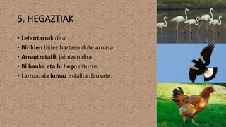 5. HEGAZTIAK
• Lehortarrak dira.
• Birikien bidez hartzen dute arnasa.
• Arrautzetatik jaiotzen dira.
• Bi hanka eta bi hego dituzte.
• Larruazala lumaz estalita daukate.
 