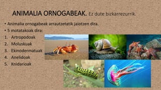 ANIMALIA ORNOGABEAK. Ez dute bizkarrezurrik.
• Animalia ornogabeak arrautzetatik jaiotzen dira.
• 5 motatakoak dira:
1. Artropodoak
2. Moluskuak
3. Ekinodermatuak
4. Anelidoak
5. Knidarioak
 