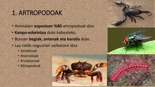 1. ARTROPODOAK
• Animalien espezieen %80 artropodoak dira.
• Kanpo-eskeletoa dute babesteko.
• Buruan begiak, antenak eta baraila dute.
• Lau talde nagusitan sailkatzen dira
• Intsektuak
• Araknidoak
• Krustazeoak
• Miriapodoak
 