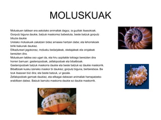 MOLUSKUAK
Moluskuen taldean era askotako animaliak dagoz, ia guztiak itsasokoak.
Gorputz biguna daukie, batzuk maskorrez babestuta, beste batzuk gorputz
biluzia daukie
Uretako moluskuek zakatzen bidez arnasea hartzen dabe; eta lehorrekoek
biriki bakunak daukiez.
Elikadureari jagokonez, molusku bedarjaleak, okelajaleak eta orojaleak
bereizten dira.
Moluskuen taldea oso ugari da, eta hiru azpitalde txikiago bereizten dira
horren barruan: gasteropodoak, zefalopodoak eta bibalbioak.
Gasteropodoek batzuk maskorra daukie eta beste batzuk ez daukie maskorrik.
Bibalbioek kusku izeneko maskor bi daukiez; gorputz biguna, berberetxoa. Ba
tzuk itsasoan bizi dira; eta beste batzuk, ur gezala.
Zefalopodoek garroak daukiez, eta elikagai dabezan animaliak harrapatzeko
erabiltzen dabez. Batzuk barruko maskorra daukie ez daukie maskorrik.
 