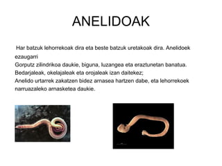 ANELIDOAK
Har batzuk lehorrekoak dira eta beste batzuk uretakoak dira. Anelidoek
ezaugarri
Gorputz zilindrikoa daukie, biguna, luzangea eta eraztunetan banatua.
Bedarjaleak, okelajaleak eta orojaleak izan daitekez;
Anelido urtarrek zakatzen bidez arnasea hartzen dabe, eta lehorrekoek
narruazaleko arnasketea daukie.
 