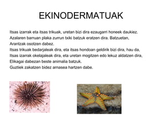 EKINODERMATUAK
Itsas izarrak eta itsas trikuak, uretan bizi dira ezaugarri honeek daukiez.
Azalaren barruan plaka zurrun txiki batzuk eratzen dira. Batzuetan,
Arantzak osotzen dabez.
Itsas trikuak bedarjaleak dira, eta itsas hondoan geldirik bizi dira, hau da,
Itsas izarrak okelajaleak dira, eta uretan mogitzen edo lekuz aldatzen dira,
Elikagai dabezan beste animalia batzuk.
Guztiek zakatzen bidez arnasea hartzen dabe.
 