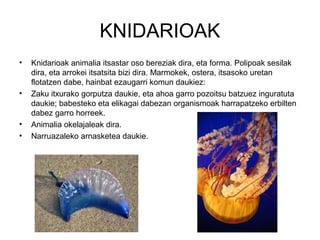 KNIDARIOAK
•   Knidarioak animalia itsastar oso bereziak dira, eta forma. Polipoak sesilak
    dira, eta arrokei itsatsita bizi dira. Marmokek, ostera, itsasoko uretan
    flotatzen dabe, hainbat ezaugarri komun daukiez:
•   Zaku itxurako gorputza daukie, eta ahoa garro pozoitsu batzuez inguratuta
    daukie; babesteko eta elikagai dabezan organismoak harrapatzeko erbilten
    dabez garro horreek.
•   Animalia okelajaleak dira.
•   Narruazaleko arnasketea daukie.
 