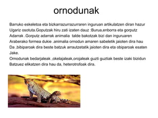 ornodunak
Barruko eskeletoa eta bizkarrazurrazurraren inguruan artikulatzen diran hazur
Ugariz osotuta.Goputzak hiru zati izaten dauz :Burua,enborra eta gorputz
Adarrak .Gorputz adarrak animalia talde bakotzak bizi dan inguruaren
Araberako formea dukie .animalia ornodun amaren sabeletik jaioten dira hau
Da ,bibiparoak dira beste batzuk arrautzetatik jaioten dira eta obiparoak esaten
Jake.
Ornodunak bedarjaleak ,okelajaleak,orojaleak guzti guztiak beste izaki bizidun
Batzuez elikatzen dira hau da, heterotrofoak dira.
 