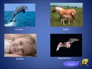 Izurdea Gizakia Saguzaharra Zaldia Atzera 